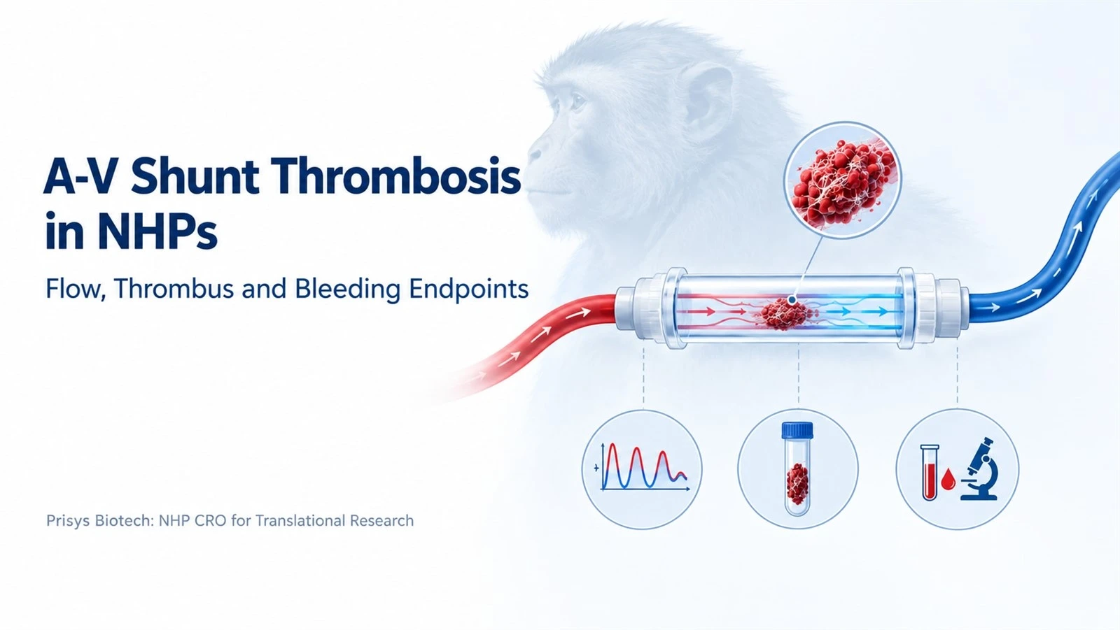 non-human primate NHP arteriovenous shunt thrombosis
