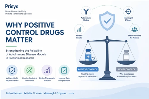 Why Positive Control Drugs Matter in Autoimmune Disease Models | Prisys Biotech