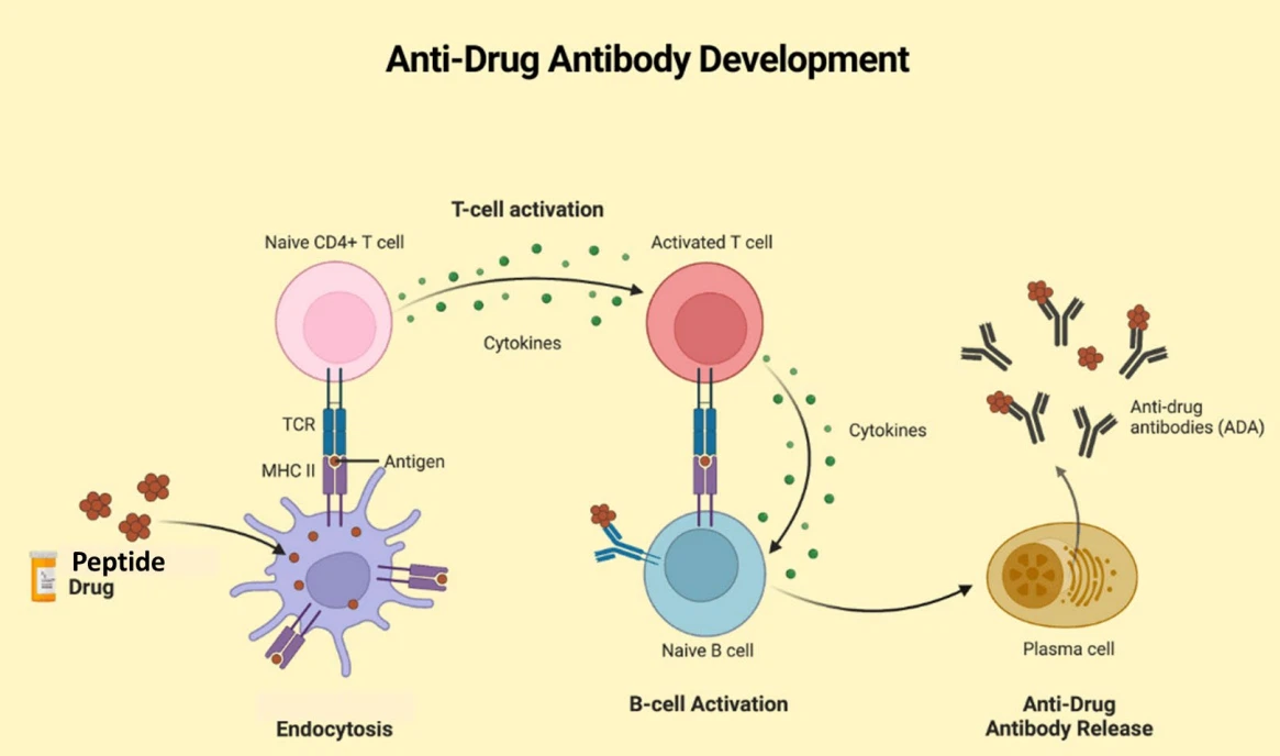 Therapeutic peptides can induce an unwanted antigen(Ag)- specific immune response that can impact on safety and/or efficacy Therapeutic peptides can induce an unwanted antigen(Ag)- specific immune response that can impact on safety and/or efficacy