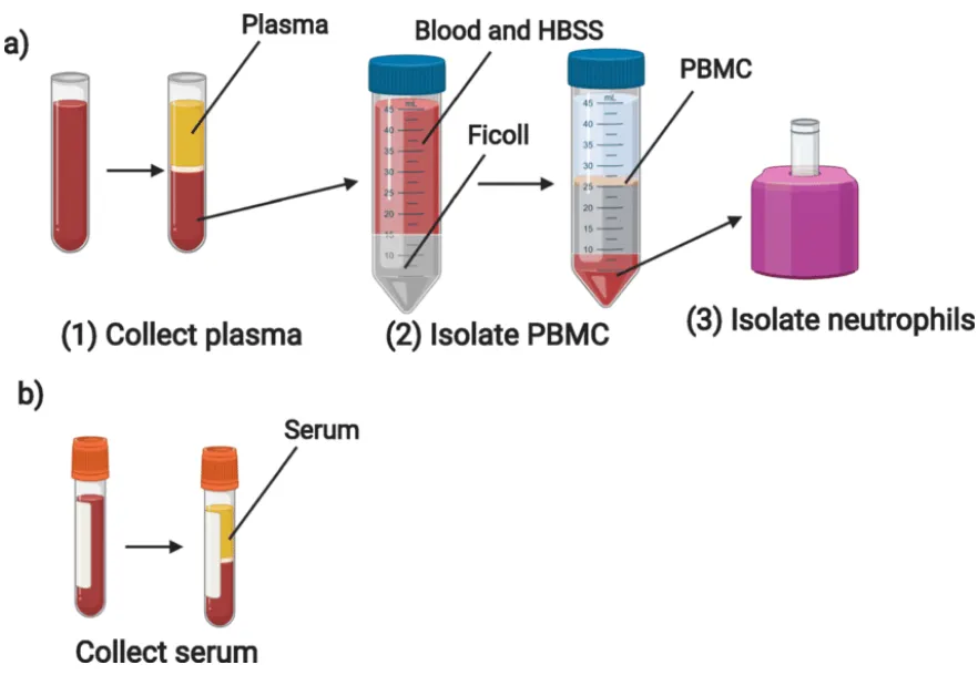 a) collection of plasma, isolation of PBMC and PMN, from blood collected into an EDTA tube and b) collection of serum from an SST blood tube a) collection of plasma, isolation of PBMC and PMN, from blood collected into an EDTA tube and b) collection of serum from an SST blood tube