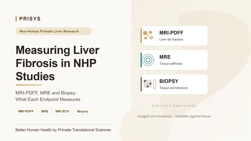NHP Liver Fibrosis Imaging: MRI-PDFF, MRE And Biopsy
