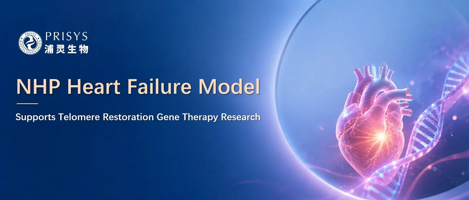 NHP heart failure model NHP heart failure model