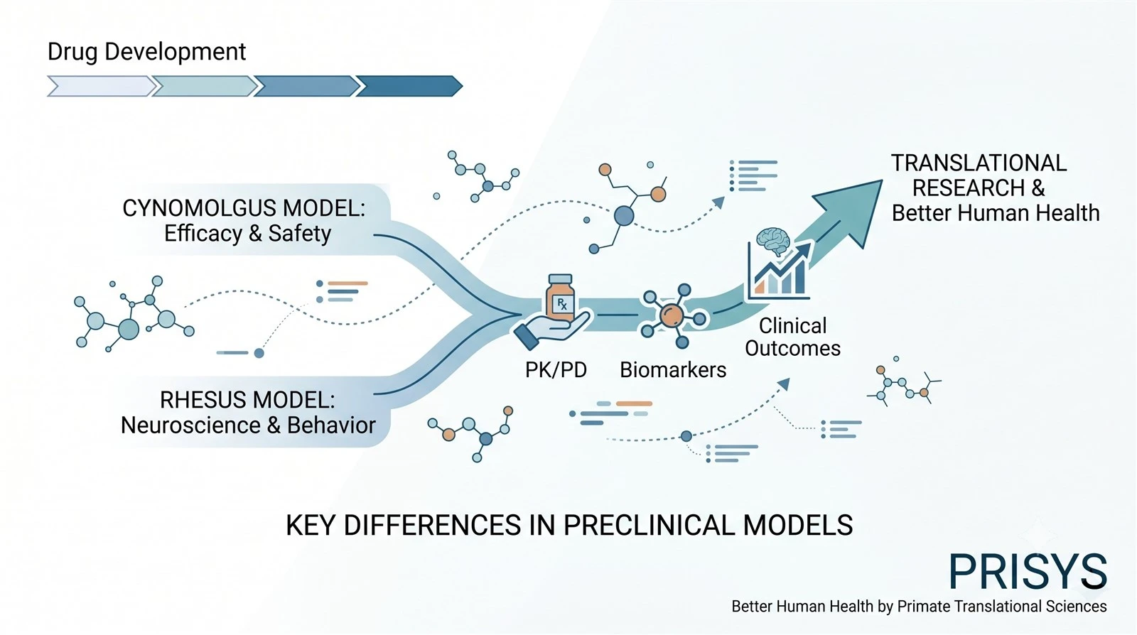 Cynomolgus Monkeys vs Rhesus Monkeys Key Differences for Preclinical Research Cynomolgus Monkeys vs Rhesus Monkeys Key Differences for Preclinical Research