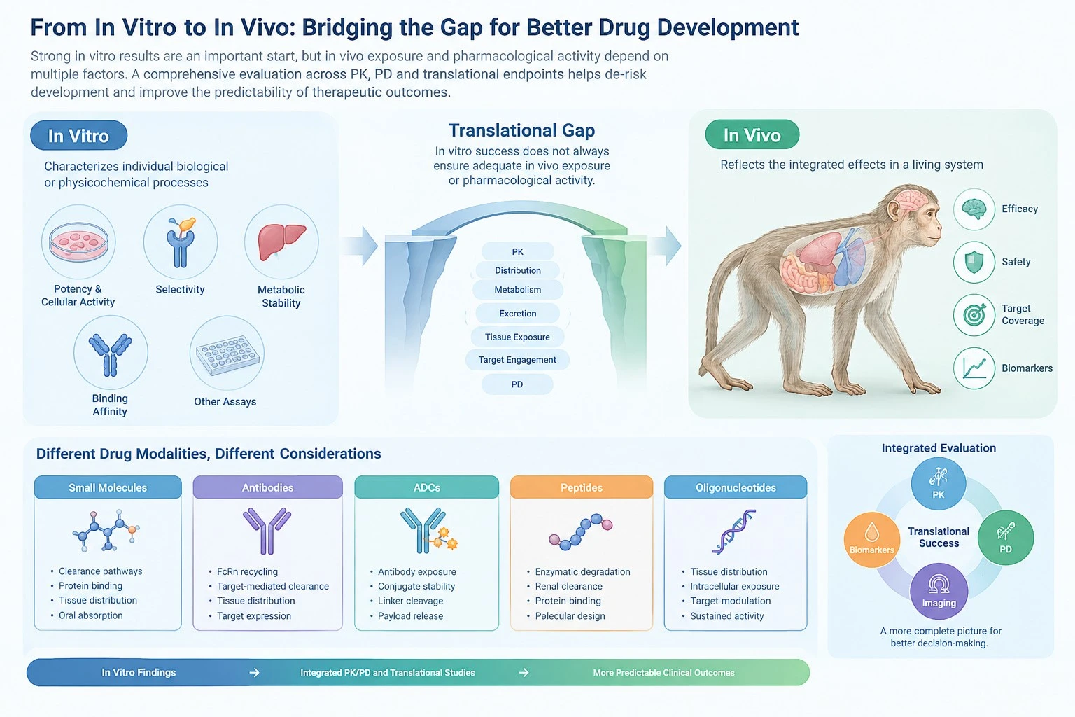 From In Vitro to In Vivo Bridging the Gap for Better Drug Development From In Vitro to In Vivo Bridging the Gap for Better Drug Development